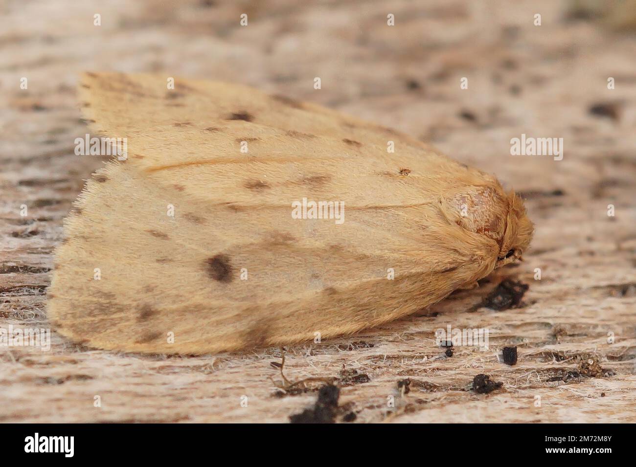 Natürliche Nahaufnahme auf der blassverachtelten, rund geflügelten Moslinmotte Thumatha senex, die auf Holz sitzt Stockfoto