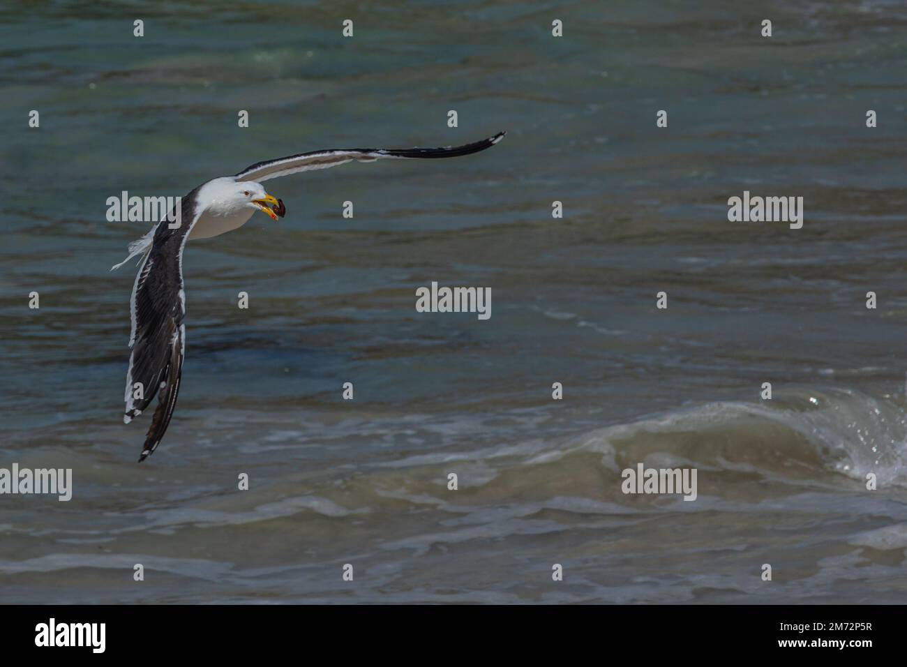 Gull mit Essen - Boulders Beach Simonstown Stockfoto