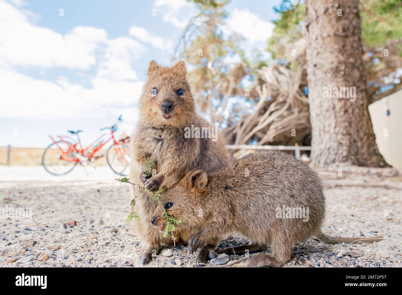 Mama Quokka und Baby Quokka genießen einen wunderschönen Sommertag auf der Insel Rottnest, Westaustralien Stockfoto