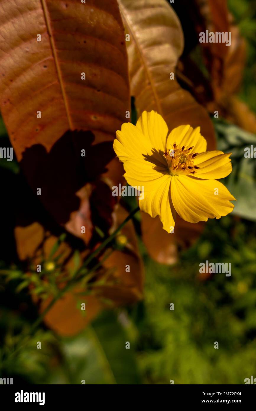 Porträt der gelben Blüten - lateinischer Name - Coreopsis verticillata Stockfoto