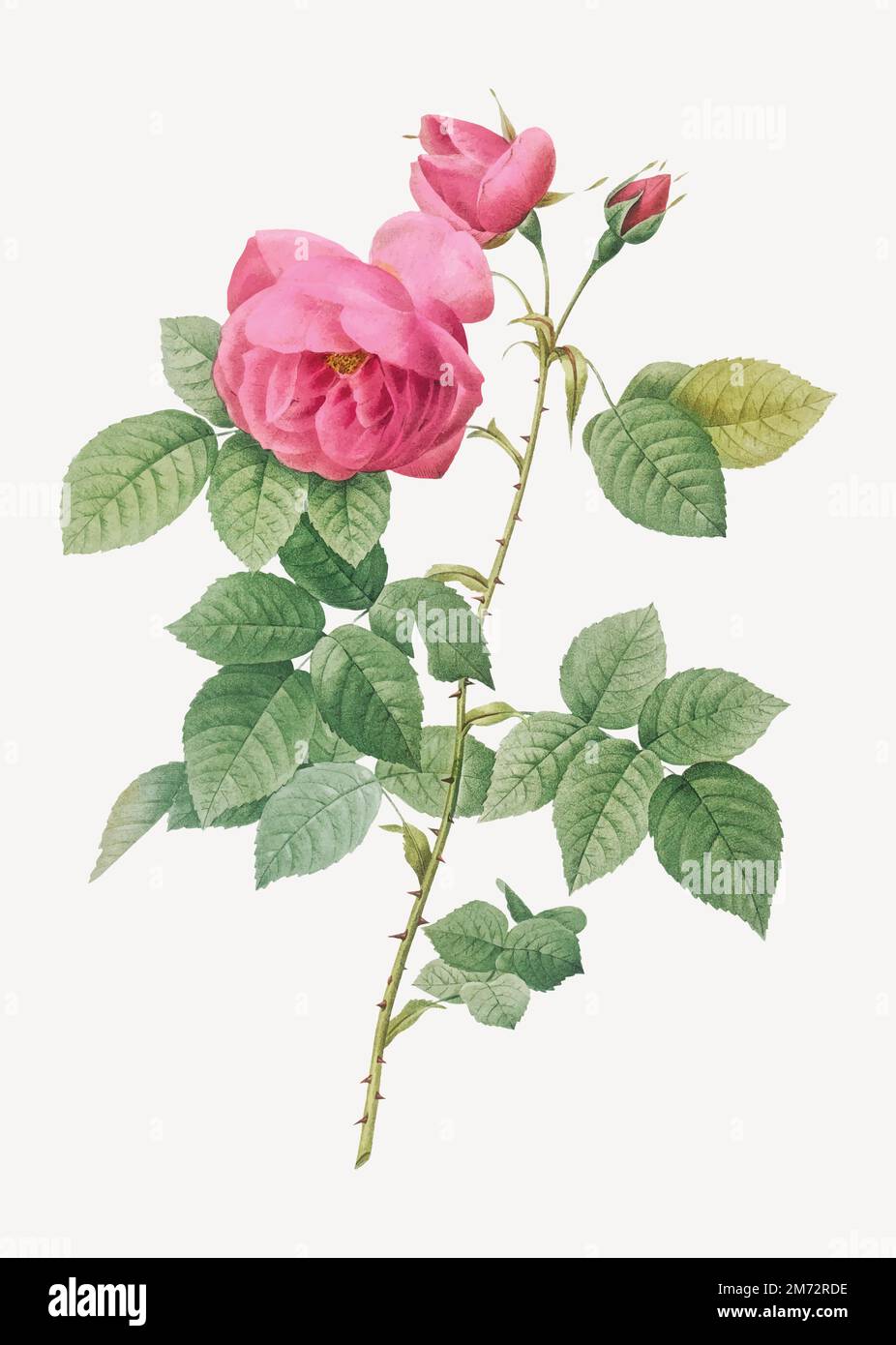 Vintage blühende Bourbon Rose Illustration Stock Vektor