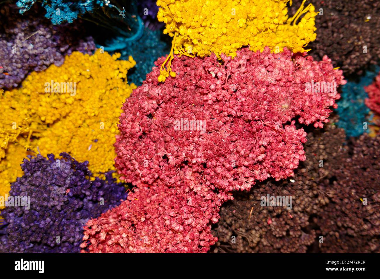 Color Life natürlich getrockneter Blumenstrauß, natürliche Blumen Bouquet Gänseblümchen, getrocknete Gänseblümchen, Möbel, DYI-Blumenstrauß Stockfoto