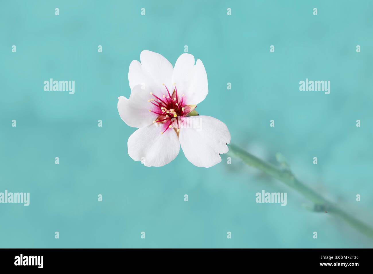 Epische und hübsche isolierte Mandelblüten auf blauem, hellblauem, pastellfarbenem Hintergrund Stockfoto