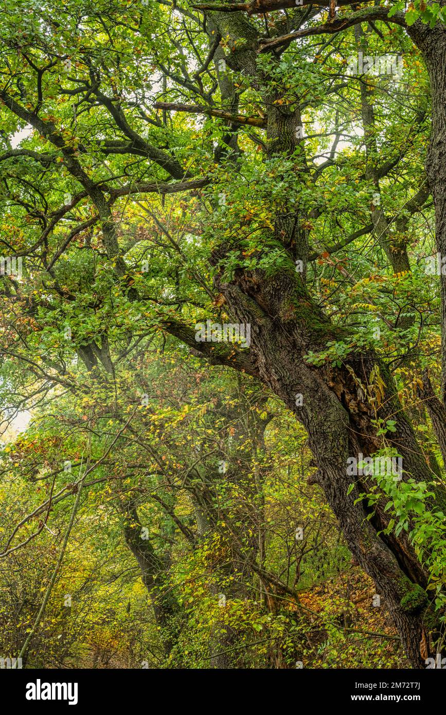 Buchenstämme und Äste zwischen den grünen Blättern der Bäume des Bosco di Sant'Antonio. Bosco Sant'Antonio, Pescocostanzo, Abruzzen, Italien, Europa Stockfoto