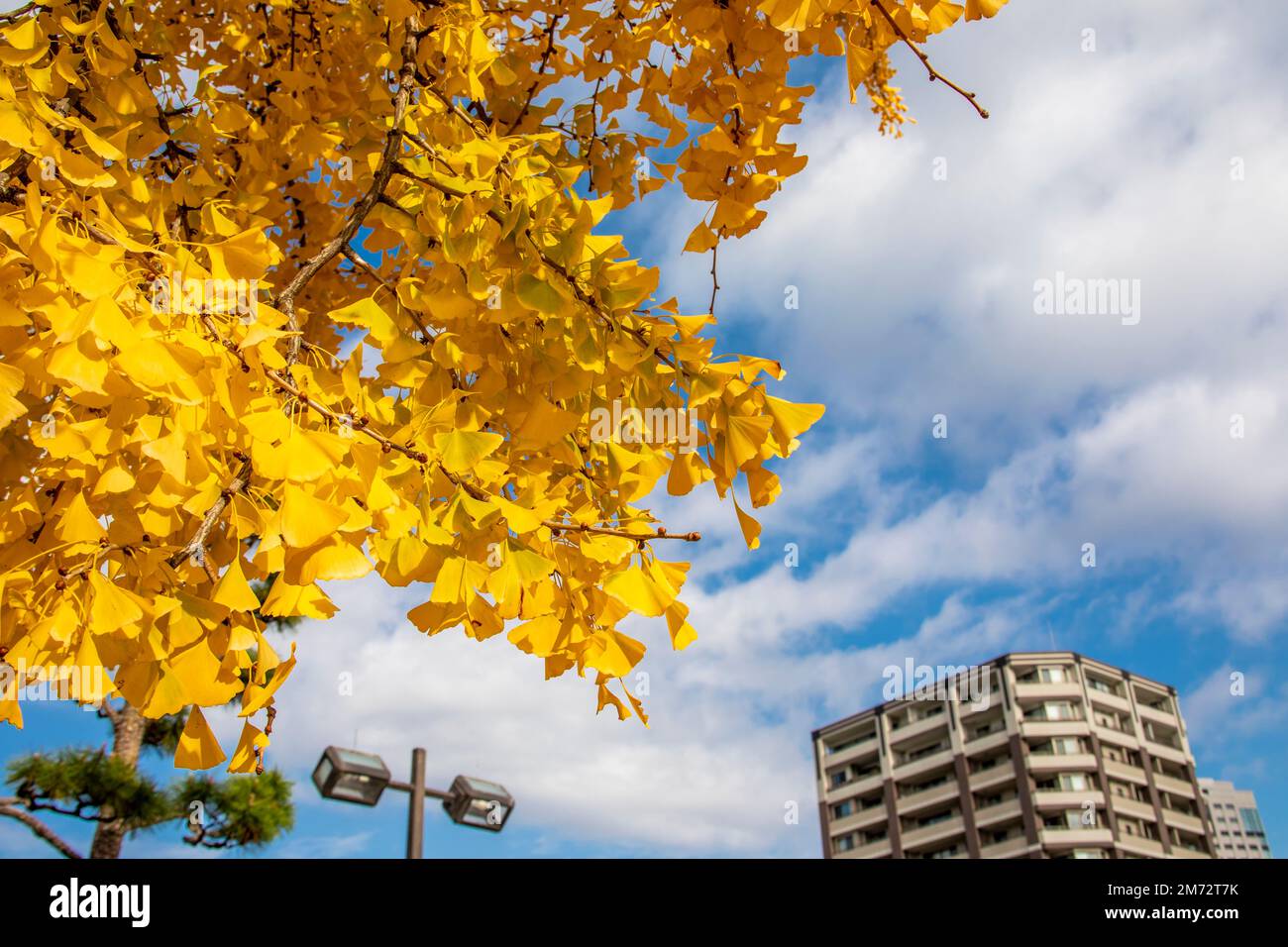 Der Herbstblick auf den Riesen-Ginko-Baum (Ginkgo biloba) und das Gebäude Hiroshima Japan. Stockfoto