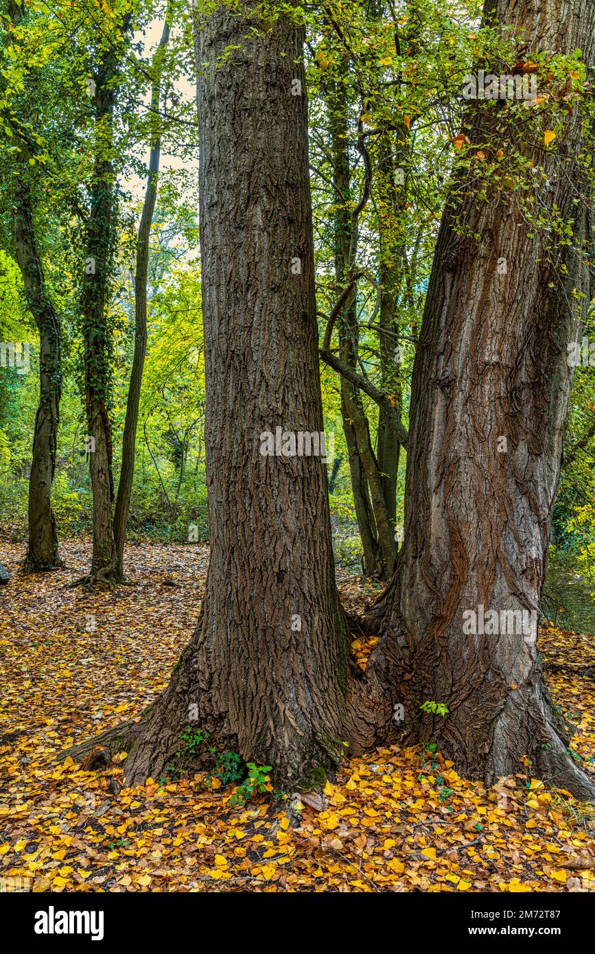 Buchenwald mit grünen Blättern an den Ästen und moosigen Stämmen. Auf dem Boden ein Teppich aus gefallener brauner fogle. Bosco di Sant'Antonio, Abruzzen Stockfoto