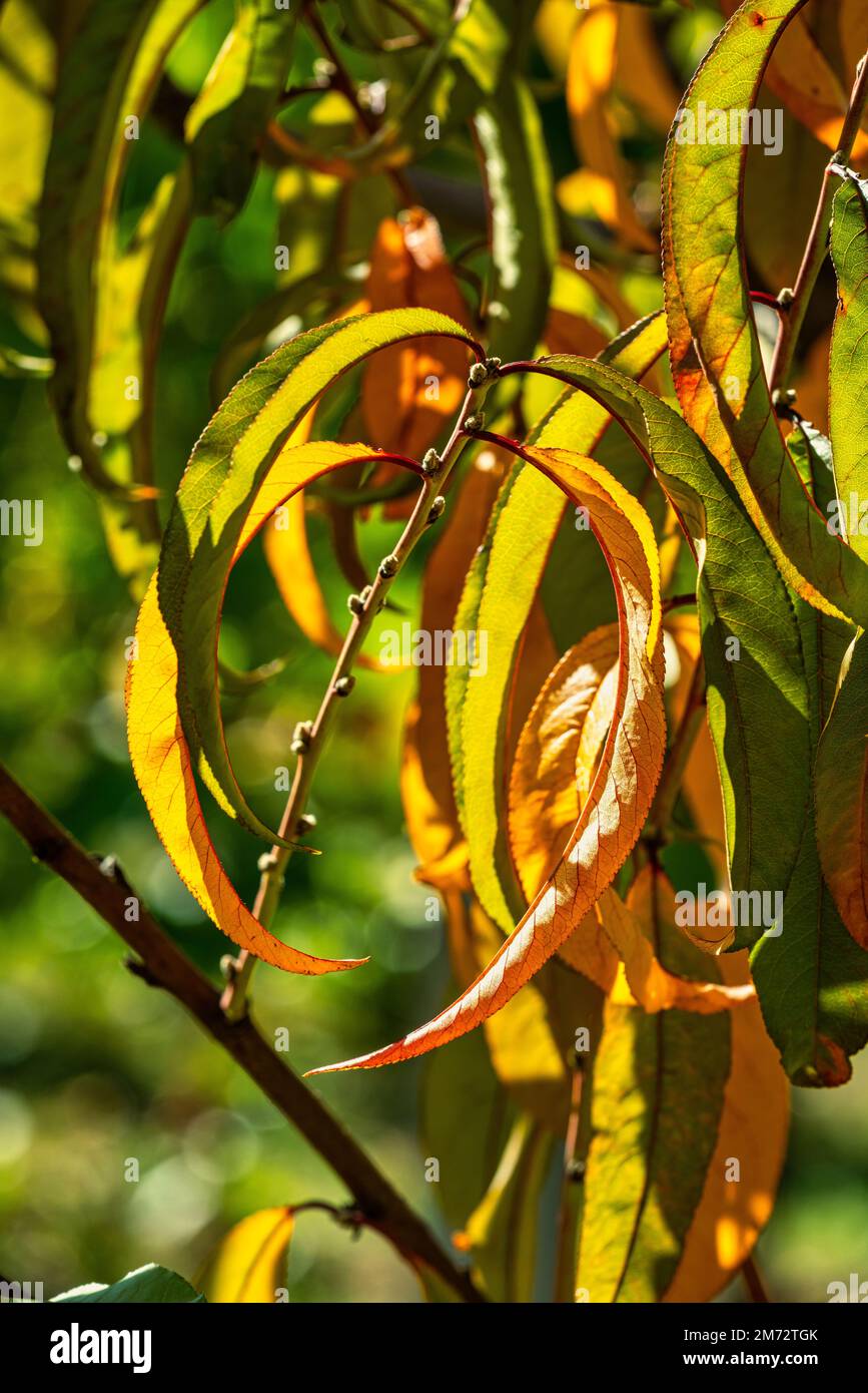 Im Garten fotografierte rote und grüne Blätter eines Pfirsichbaums mit Hintergrundbeleuchtung. Abruzzen, Italien, Europa Stockfoto