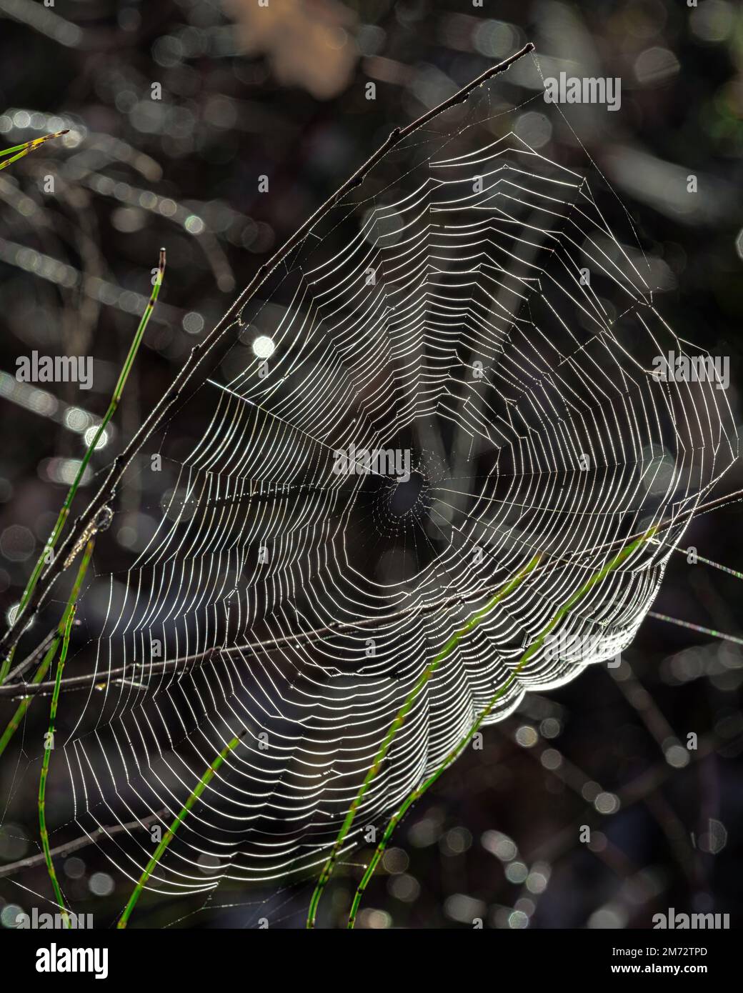 Konzentrische Kreise eines Spinnennetzes, das zwischen Grashalmen mit Regentropfen liegt. Abruzzen, Italien, Europa Stockfoto