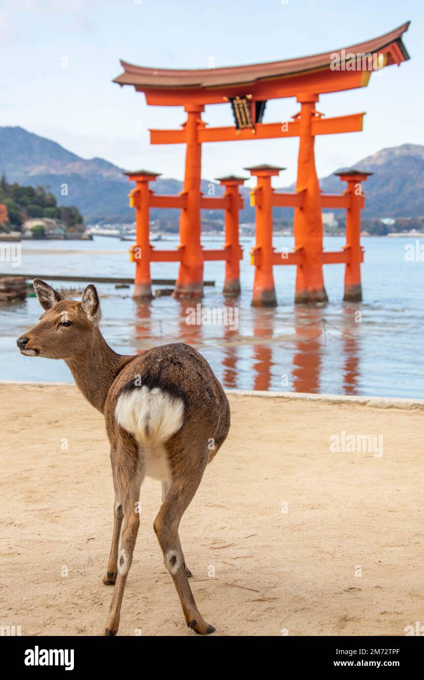 Das Nahbild des wilden sika-Hirsches (Cervus nippon) auf der Insel Miyajima. Hintergrund ist der Torii des Itsukushima-Schreins. Stockfoto