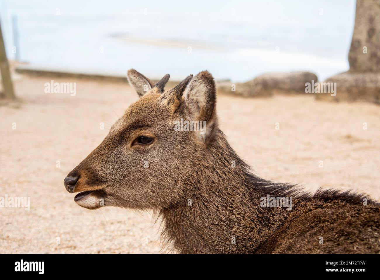 Das Nahbild des wilden sika-Hirsches (Cervus nippon) auf der Insel Miyajima. Laut lokaler Folklore. Stockfoto
