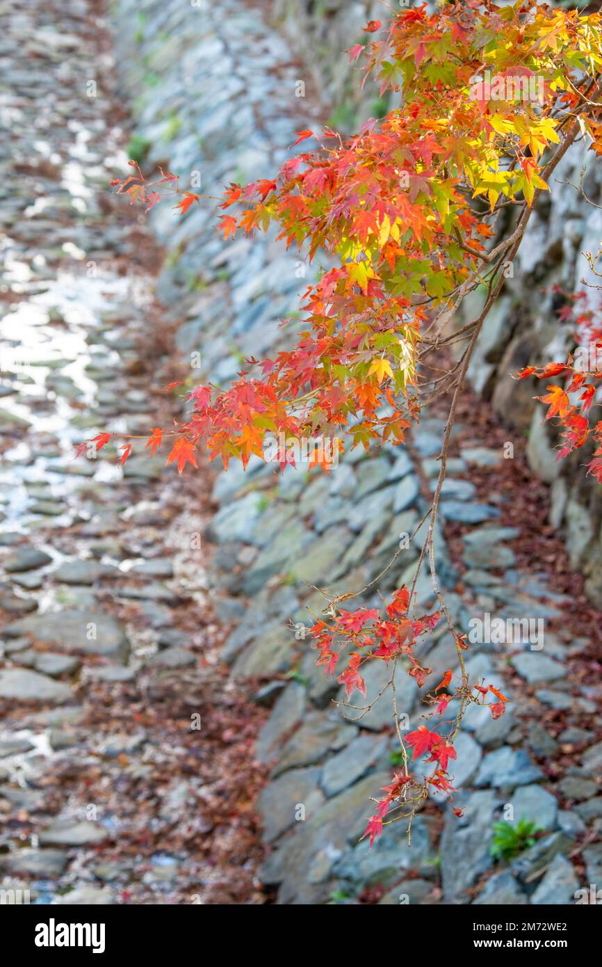 Herbstblick auf den Garten im Shrine Izumo-taisha in Izumo, Präfektur Shimane, einer der ältesten und wichtigsten Shinto-Schreine in Japan. Stockfoto