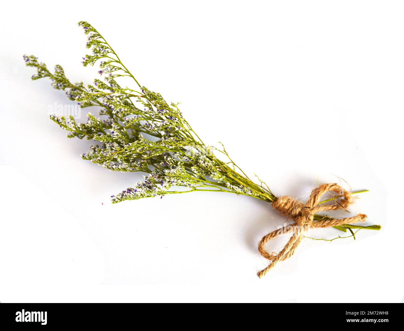 Schöne trockene Blume auf weißem Hintergrund Stockfoto