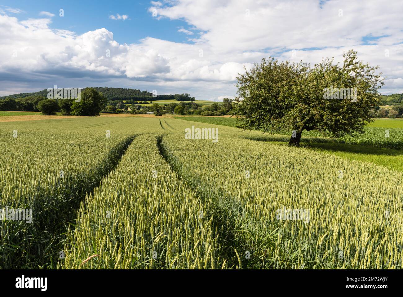 Weizenfeld im Sommer, Landszene in Deutschland Stockfoto