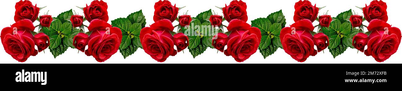 Rote Rosen und grüne Hortensien-Blätter, nahtloses Kompositionselement, Blumenrahmen, Banner, Hochzeitseinladung, Poster, Produktverpackung, Greeti Stockfoto