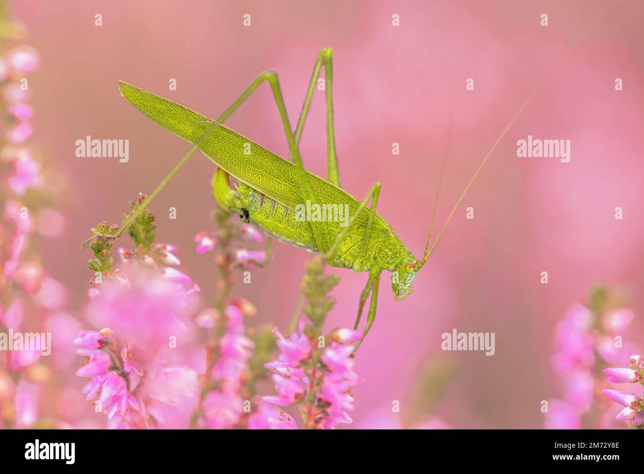 Sichelhaltiges Buschkricket (Phaneroptera falcata) ist eine Heuschreckenart, die vor kurzem in den Niederlanden angekommen ist. Wildlife-Szene der Natur in Euro Stockfoto