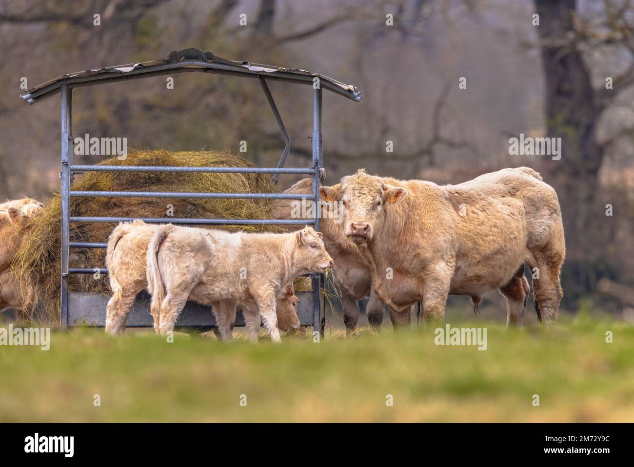 Wildrinder in der Natur, die im Naturschutzgebiet von Heu weiden. Herde von Kühen, die ökologisches Fleisch erzeugen. Stockfoto