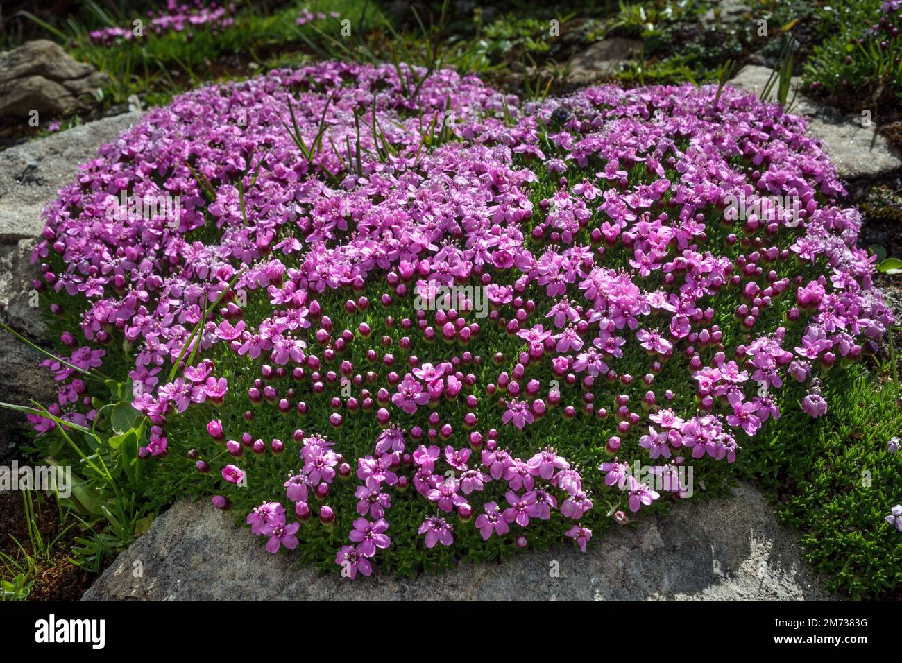 Die Alpenpflanze Silene acaulis. Glocknergruppe. Der Hohe Tauern-Nationalpark. Österreichische Alpen. Europa. Stockfoto