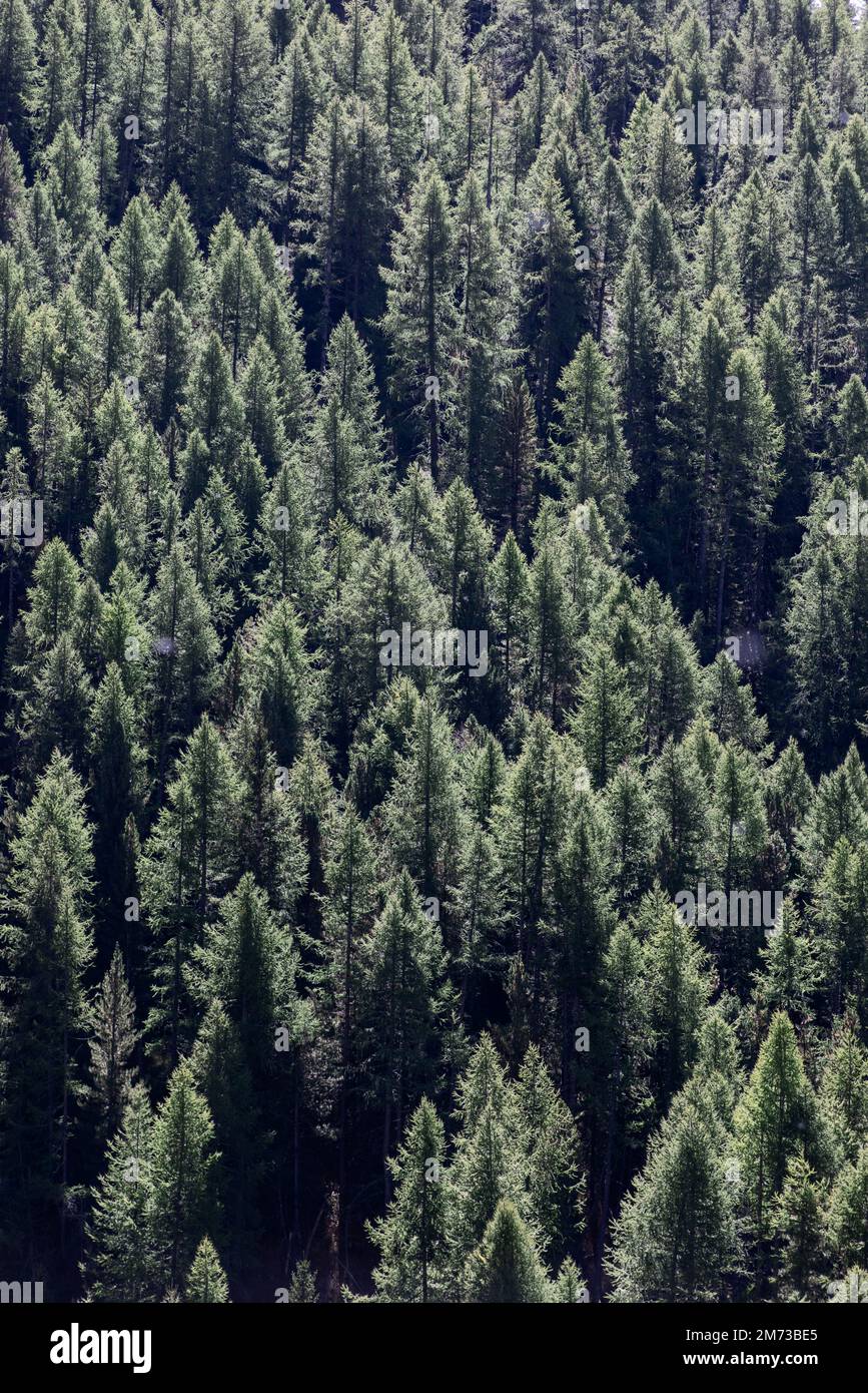 Luftaufnahme von Kronen grüner Nadelbäume in dichten, undurchdringlichen Wäldern, beleuchtet durch helles Tageslicht als Hintergrund. Vertikaler Schuss Stockfoto
