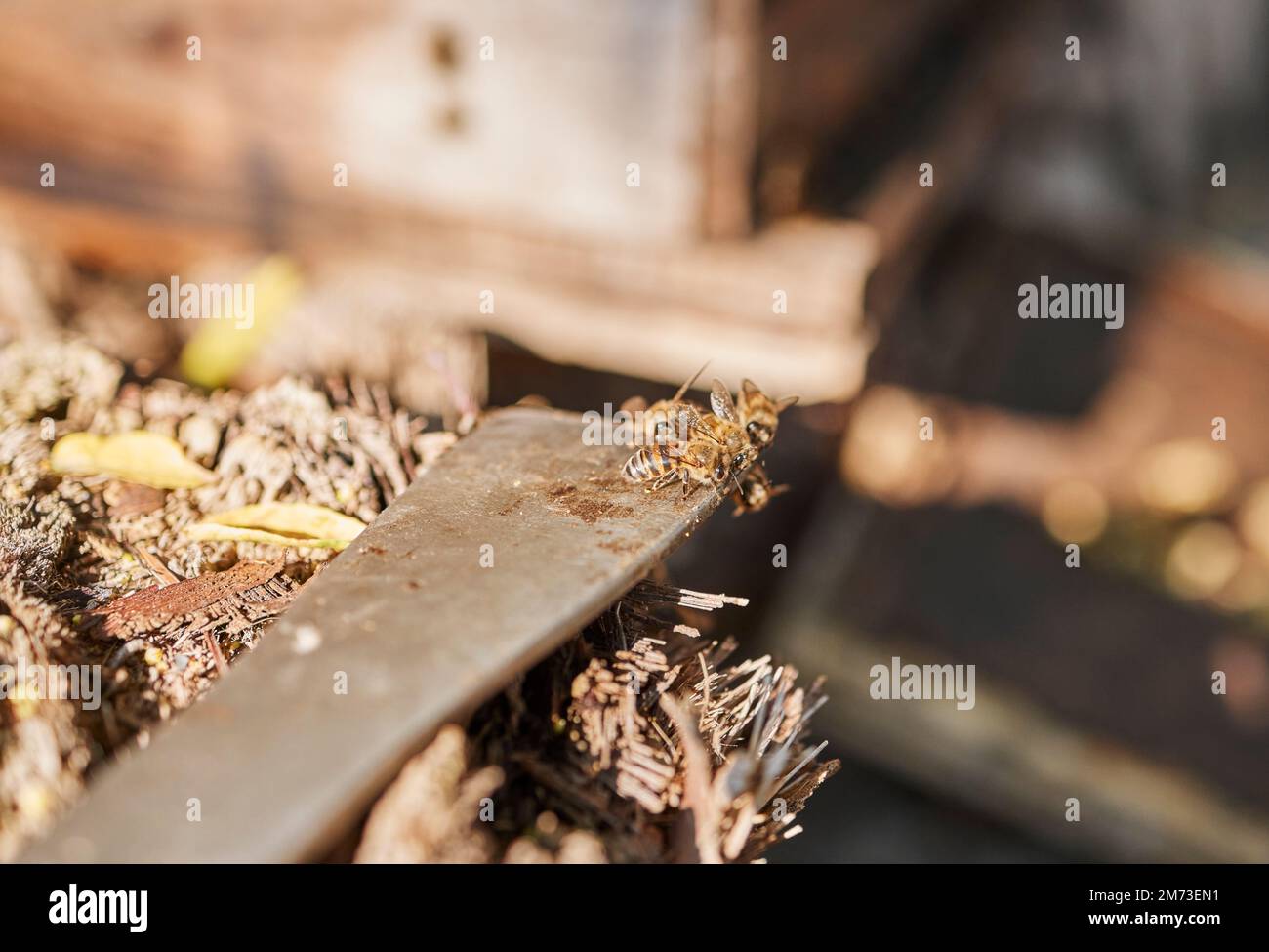 Schwerpunkt auf Bienen im Bienenstock, Honigzucht und ökologischer Bienenzucht, nachhaltige Bienenzucht mit Werkzeugen. Agrarindustrie Stockfoto