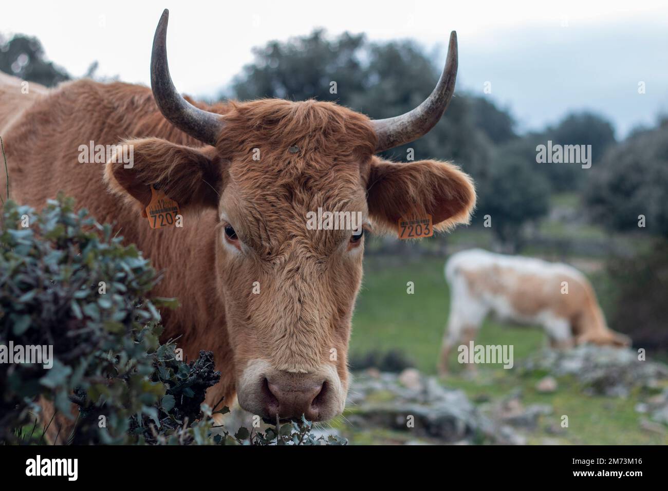 Kuh, im Vordergrund, grast auf einer Steineiche oder einer Steineiche in ihrer natürlichen Umgebung in Freiheit, wo man Fell, Hörner und Zunge bewundern kann. Stockfoto