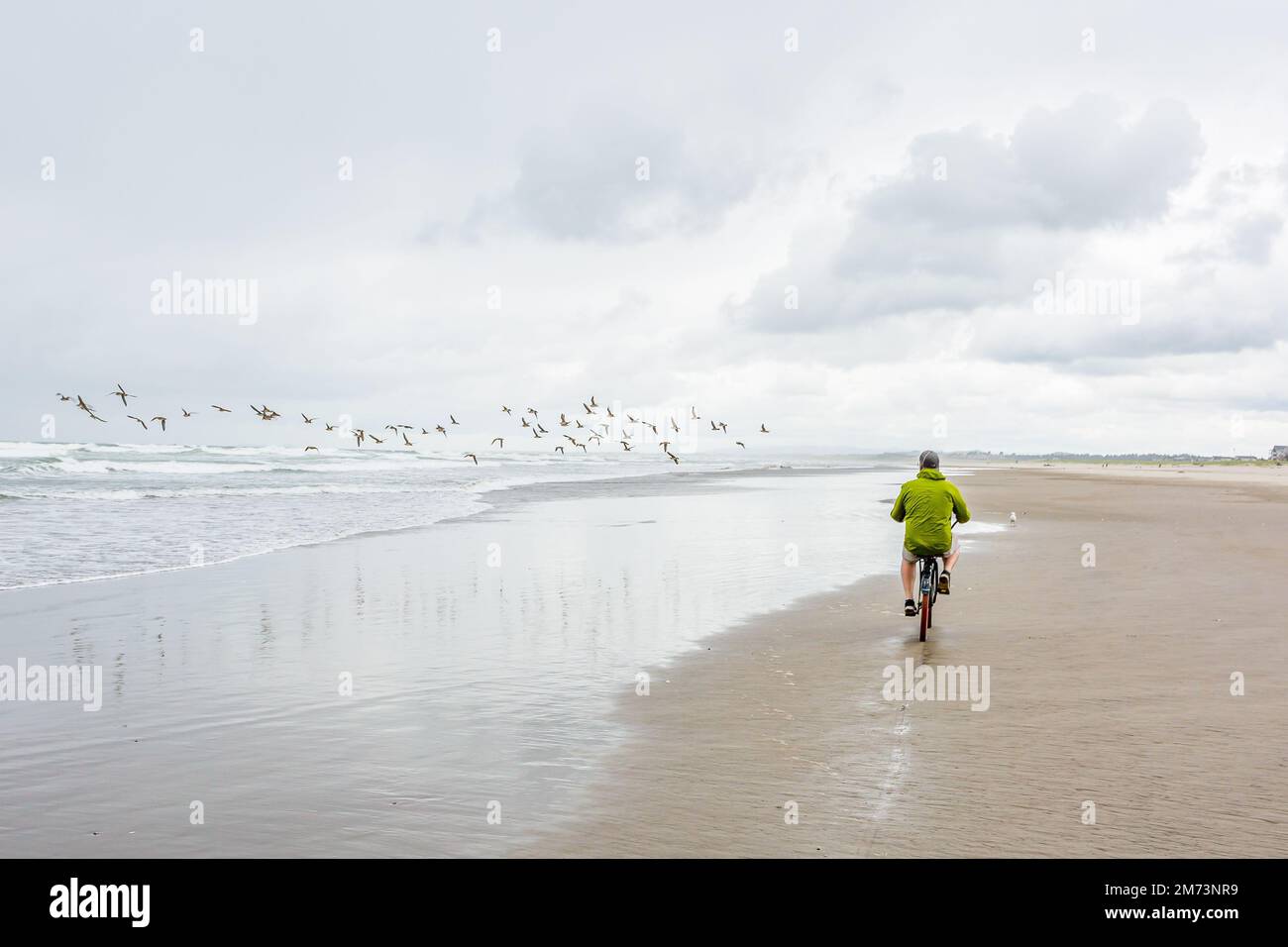 Rückblick auf einen jungen Mann, der mit dem Fahrrad an einem Sandstrand in Oregon fährt und an dem Vögel vorbeifliegen Stockfoto