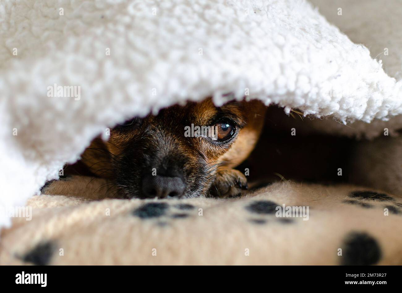 Brauner chihuahua unter einer weißen Decke Stockfoto
