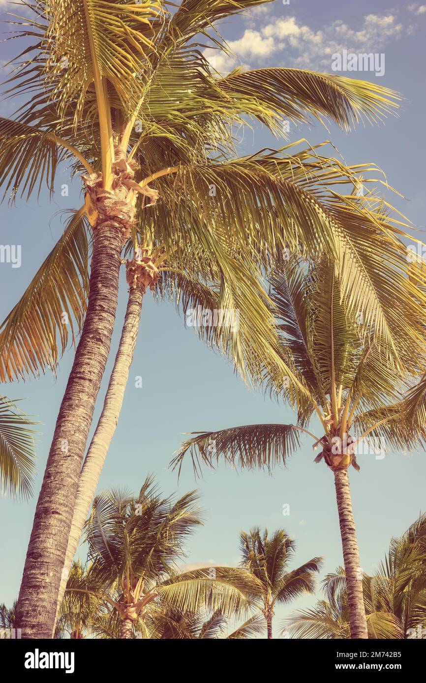 Kokosnusspalmen am Himmel, Farbtönung angewendet. Stockfoto