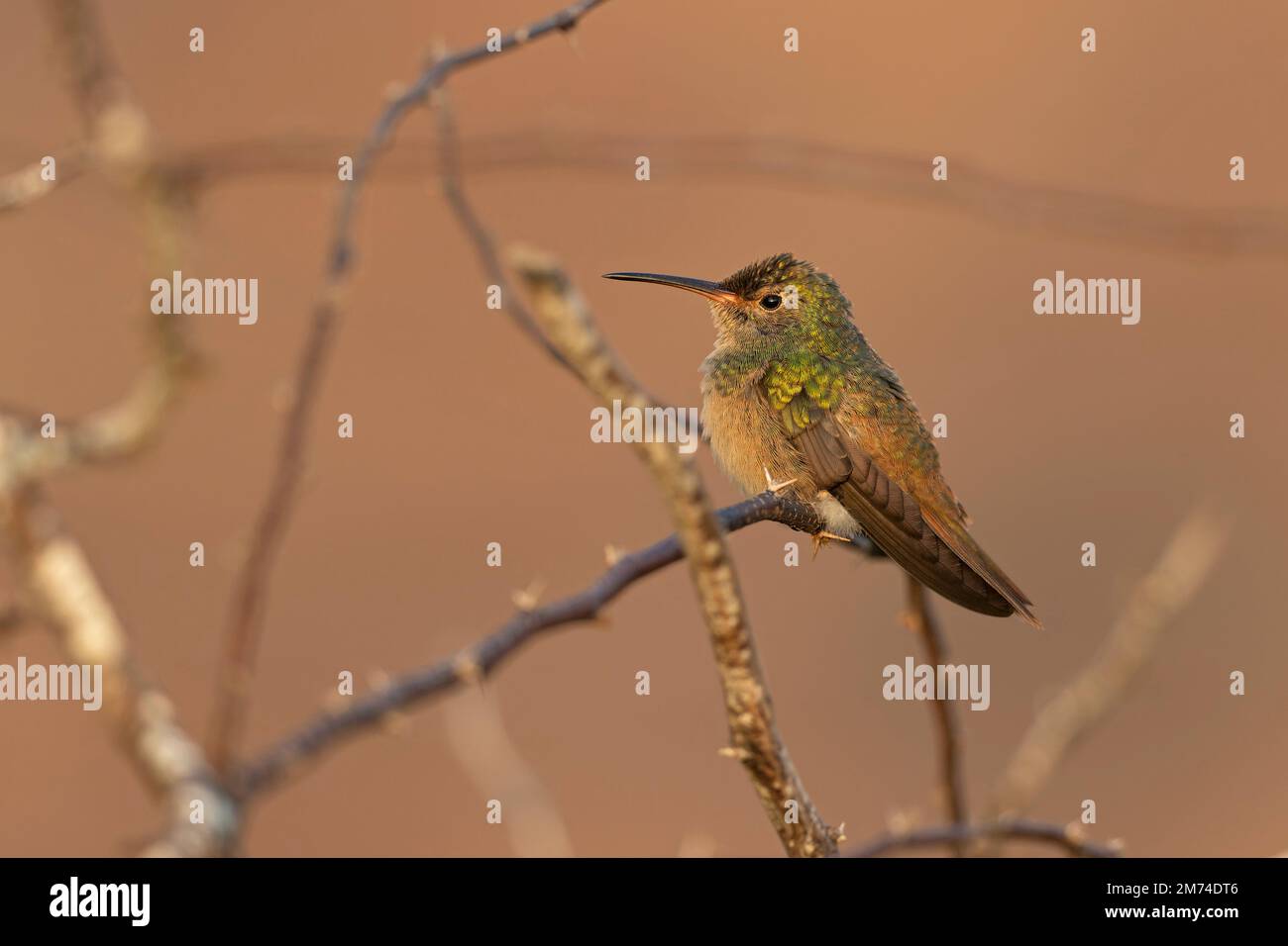 Ein bäuerlicher Kolibri (Amazilia yucatanensis) auf einem ruhenden Ast. Stockfoto