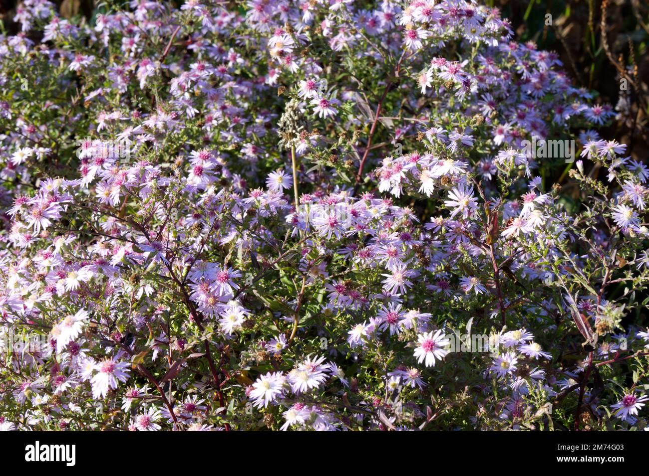 Rosa Herbstblumen von Aster / Michaelmas Daisy / Symphyotrichum Coombe Fishacre im britischen Garten Oktober Stockfoto