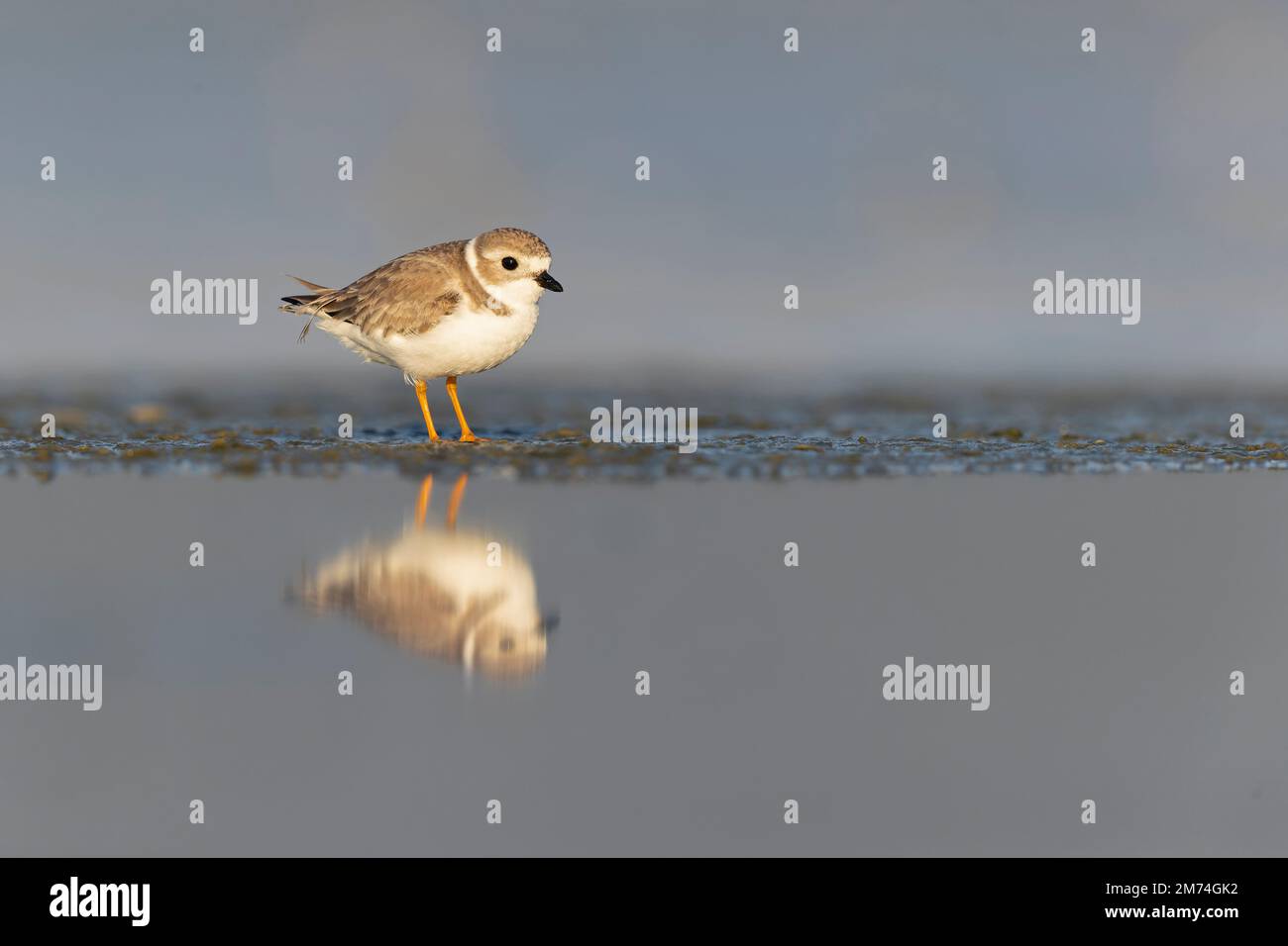 Ein Taucher (Charadrius melodus), der bei Sonnenuntergang an einem Strand späht. Stockfoto