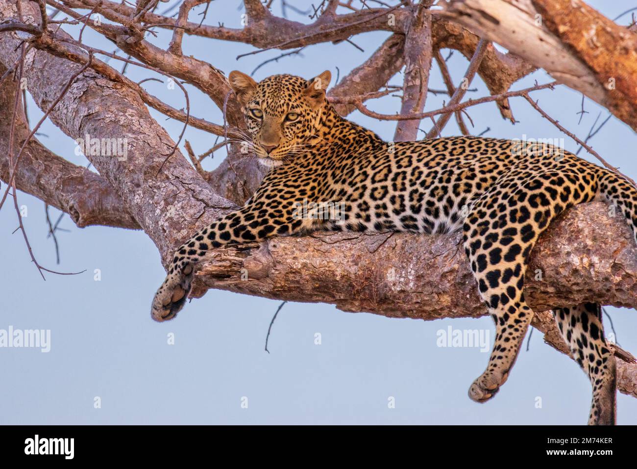 Afrikanischer Leopard auf einem Ast Stockfoto