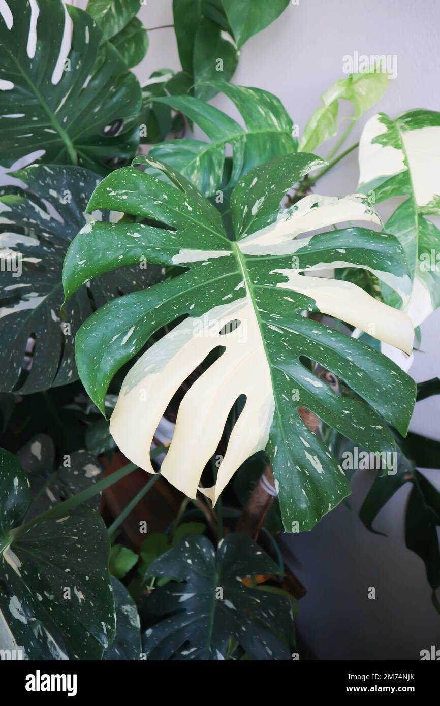 monstera thai Constellation oder Monstera, Hurricane Pflanze oder Schweizer  Kse oder Bicolor Leaf Stockfotografie - Alamy