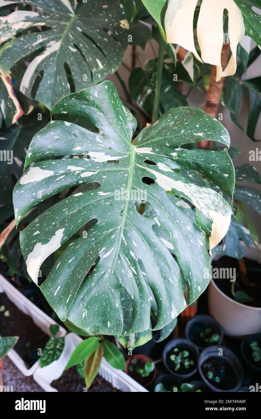 monstera thai Konstellation oder Monstera, Unwiskrautpflanze oder Schweizer  Kse- oder Bicolor-Pflanze Stockfotografie - Alamy