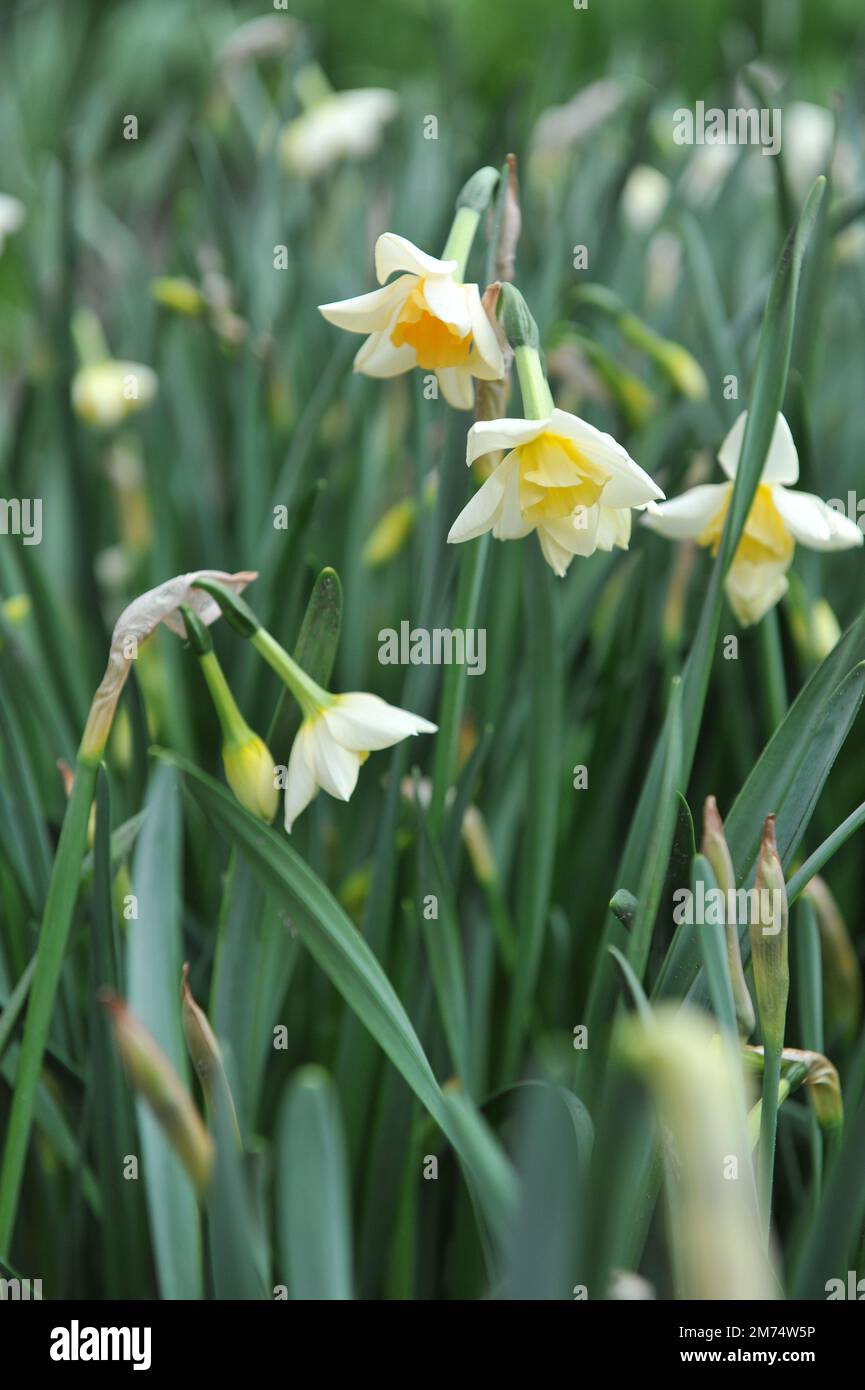 Weiße und gelbe Jonquilla und Apodanthus Narzissen (Narcissus) Sweet Love blühen im April in einem Garten Stockfoto