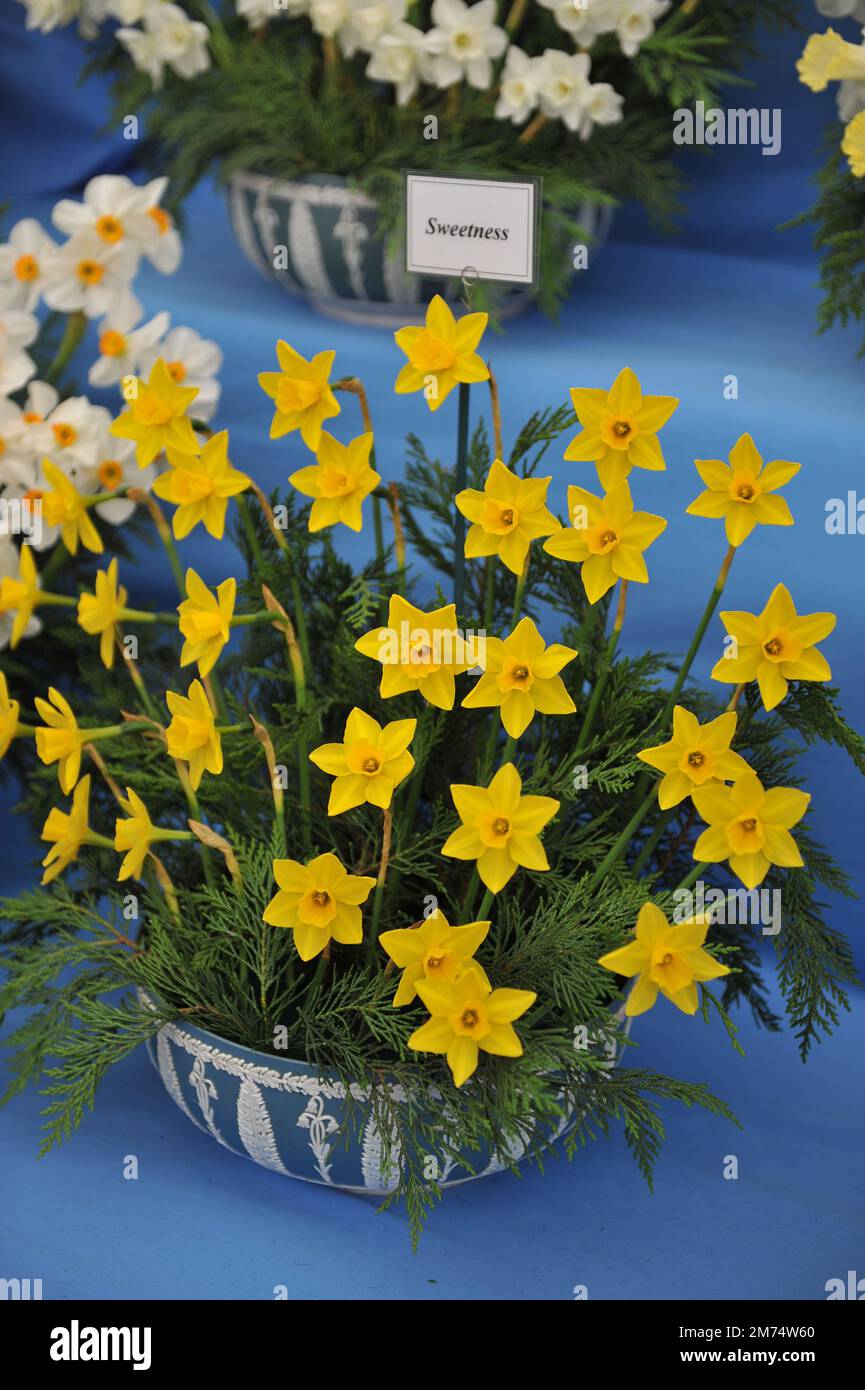 Gelbe Jonquilla und Apodanthus Narzissen (Narzissen) Sweetnessy auf einer Ausstellung im Mai Stockfoto