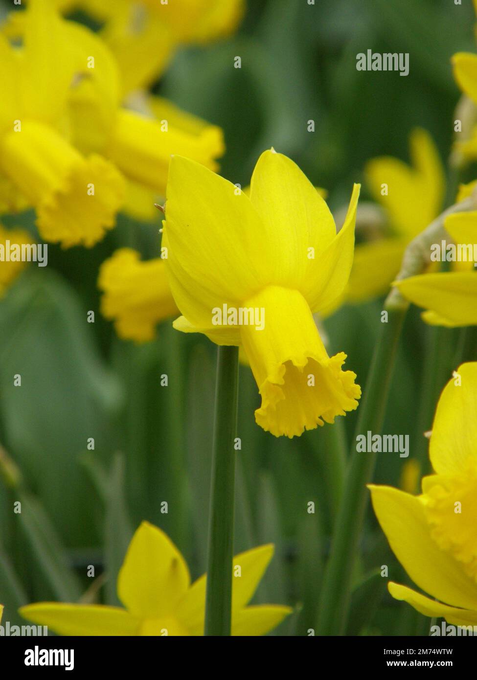Gelbe Cyclamineus Narzissen (Narzissen) die Allianz blüht im April in einem Garten Stockfoto