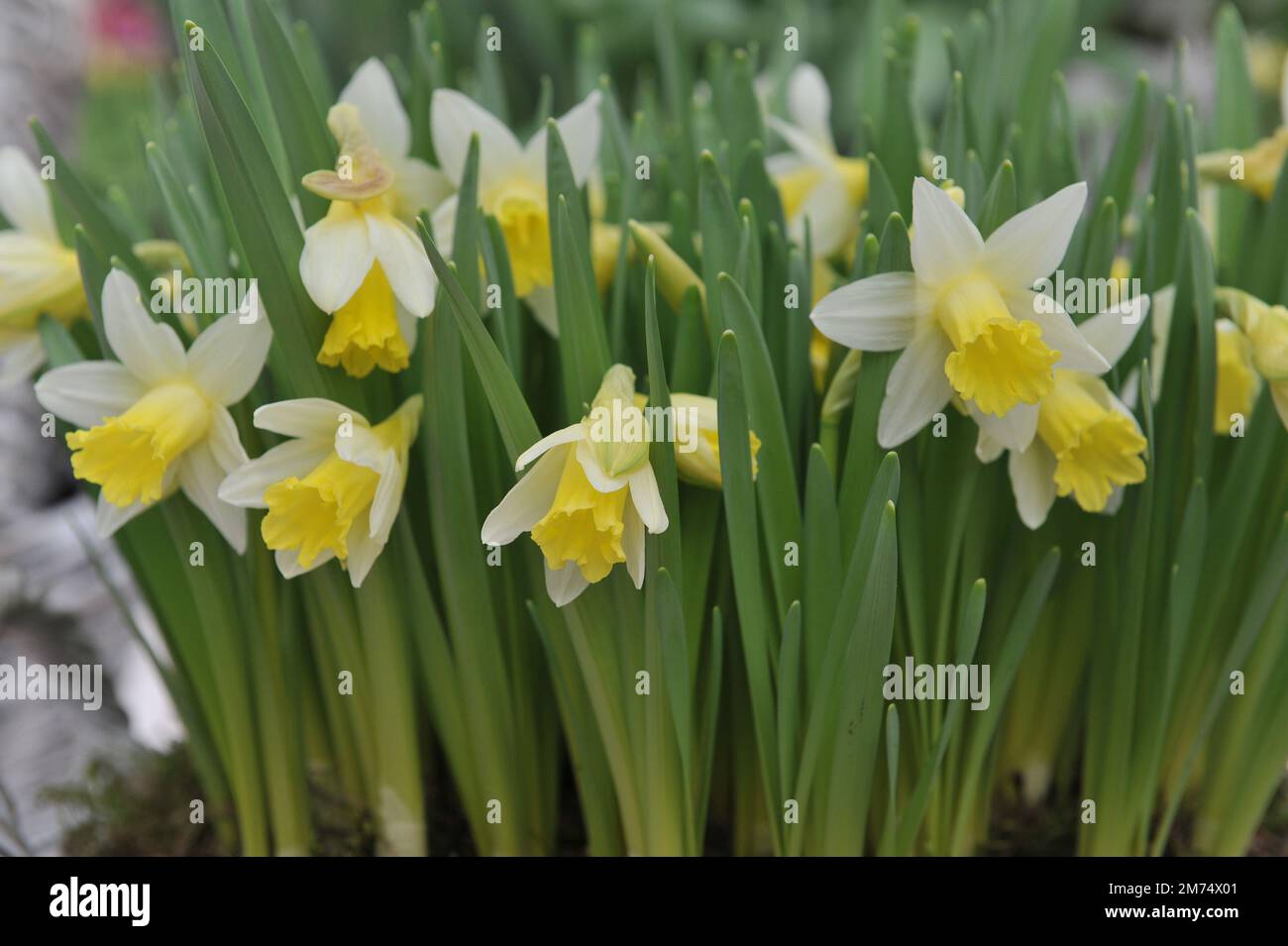 Im März erblühen in einem Garten gezwungene weiße und gelbe Trompeten-Narzissen (Narcissus) Topolino Stockfoto