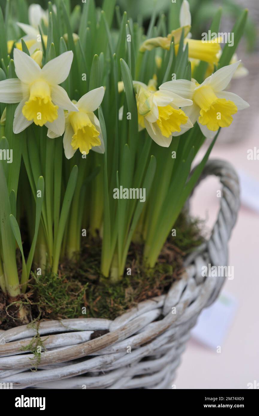 Im März erblühen in einem Garten gezwungene weiße und gelbe Trompeten-Narzissen (Narcissus) Topolino Stockfoto