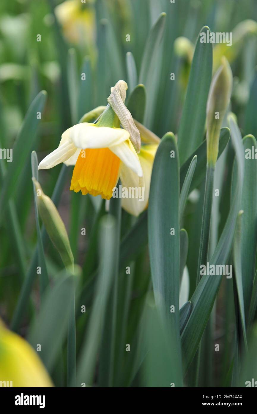 Weiße und gelbe Trompete Narzissen (Narzissen) tropischer Sonnenuntergang blühen im April in einem Garten Stockfoto