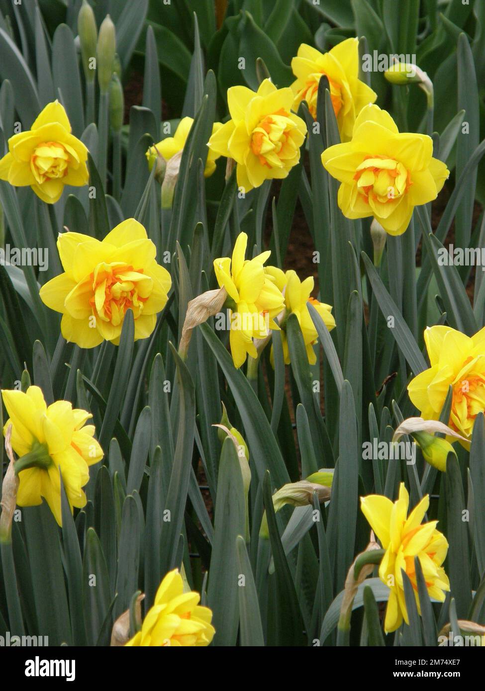 Gelb und orange Doppel Narzissen (Narzissen) up Doppel blühen im März in einem Garten Stockfoto