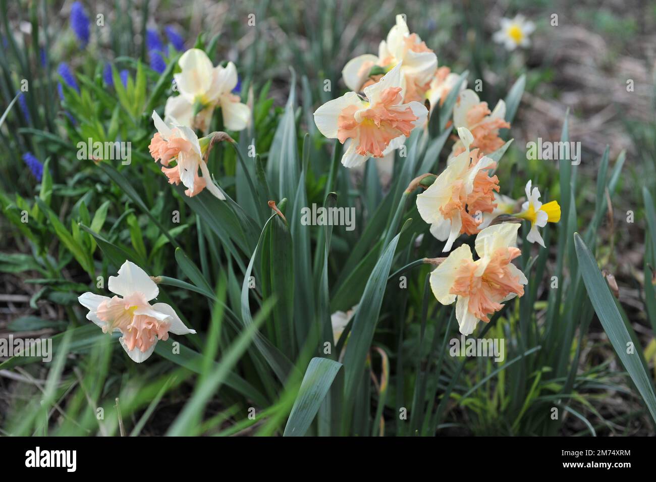 Im April blühen in einem Garten weiße und rosafarbene Narzissen (Narcissus) Vanillepfirsichblüte Stockfoto