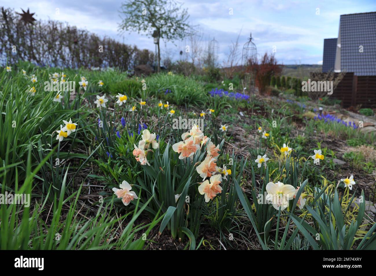 Im April blühen in einem Garten weiße und rosafarbene Narzissen (Narcissus) Vanillepfirsichblüte Stockfoto