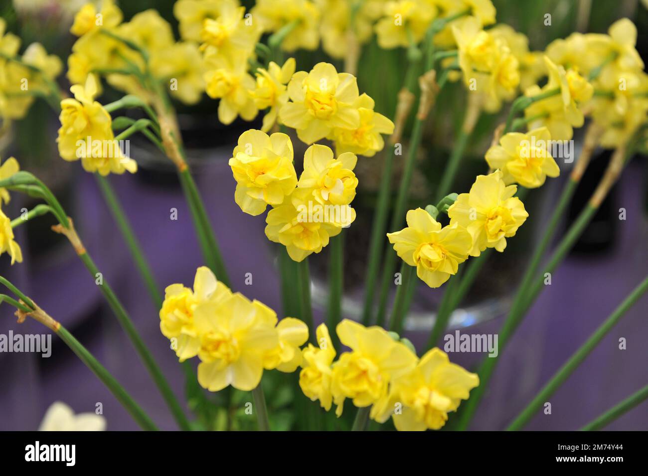 Ein Blumenstrauß aus doppelten Narzissen (Narzissen) gelbe Fröhlichkeit auf einer Ausstellung im April Stockfoto