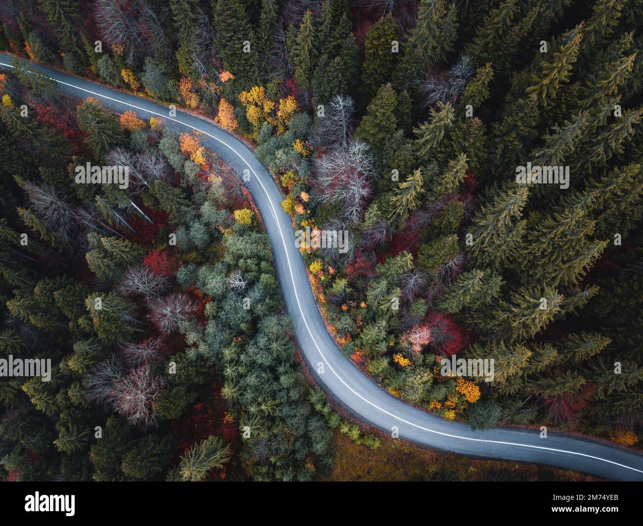 Luftaufnahme der Straße im farbenfrohen Wald im Herbst. Blick von oben auf die Bergstraße Stockfoto
