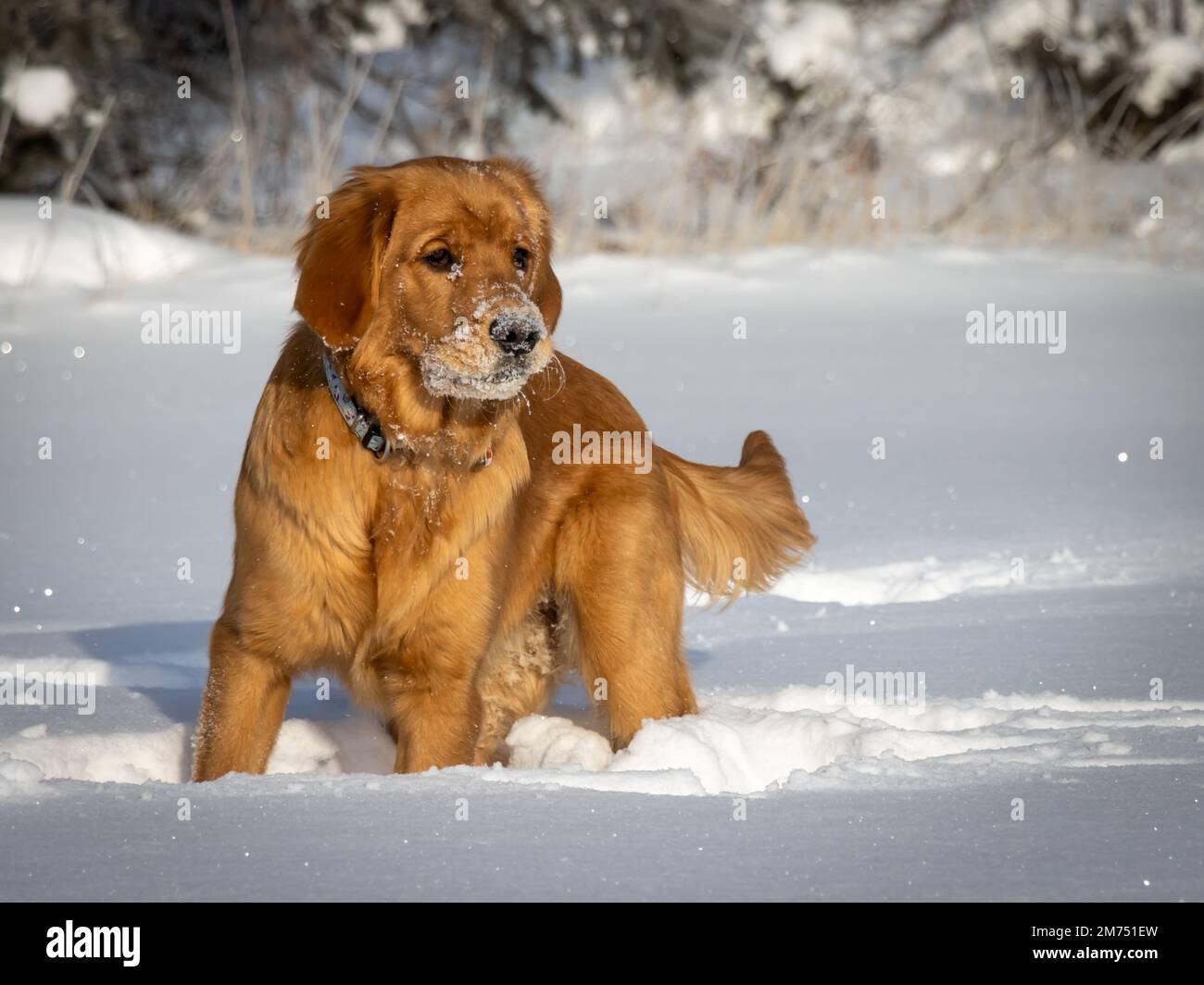 Ein sieben Monate alter Golden Retriever Welpe schaut an einem sonnigen Wintertag auf den funkelnden weißen Schnee. Stockfoto