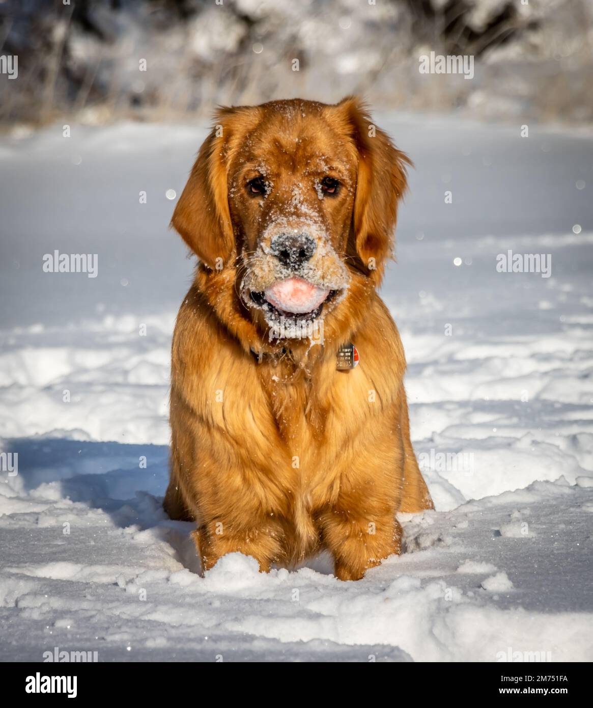 Ein sieben Monate altes Golden Retriever Hündchen hält einen Ball in seinem Mund, während es an einem hellen Wintertag im glitzernden weißen Schnee sitzt. Stockfoto