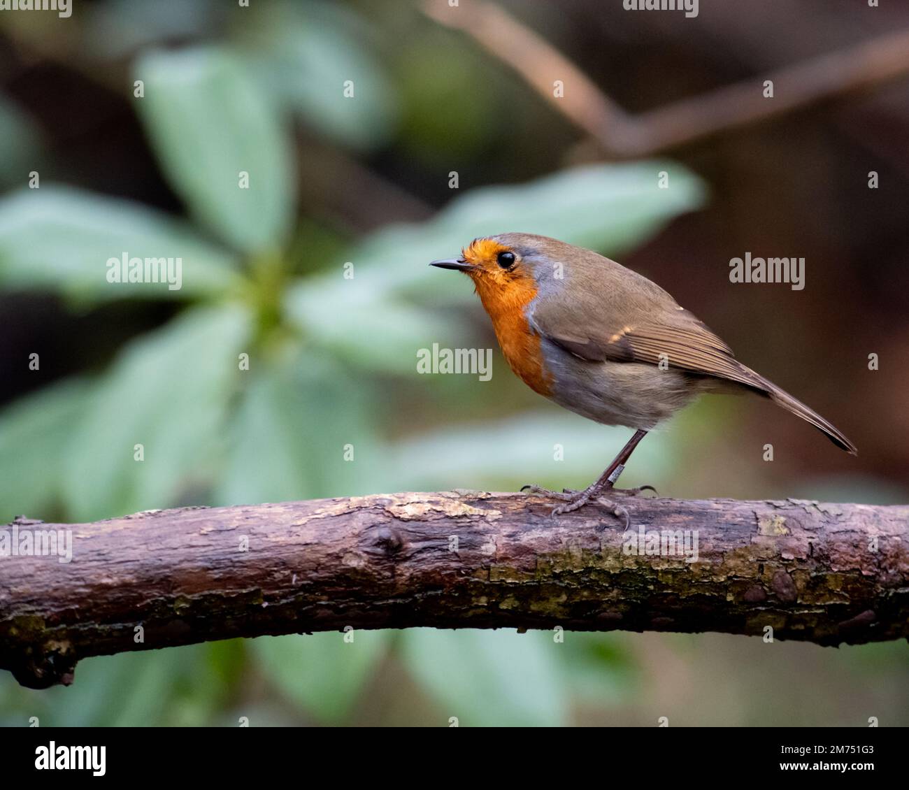 Robin Red Breast, Gosforth Naturschutzgebiet, Northumberland Stockfoto