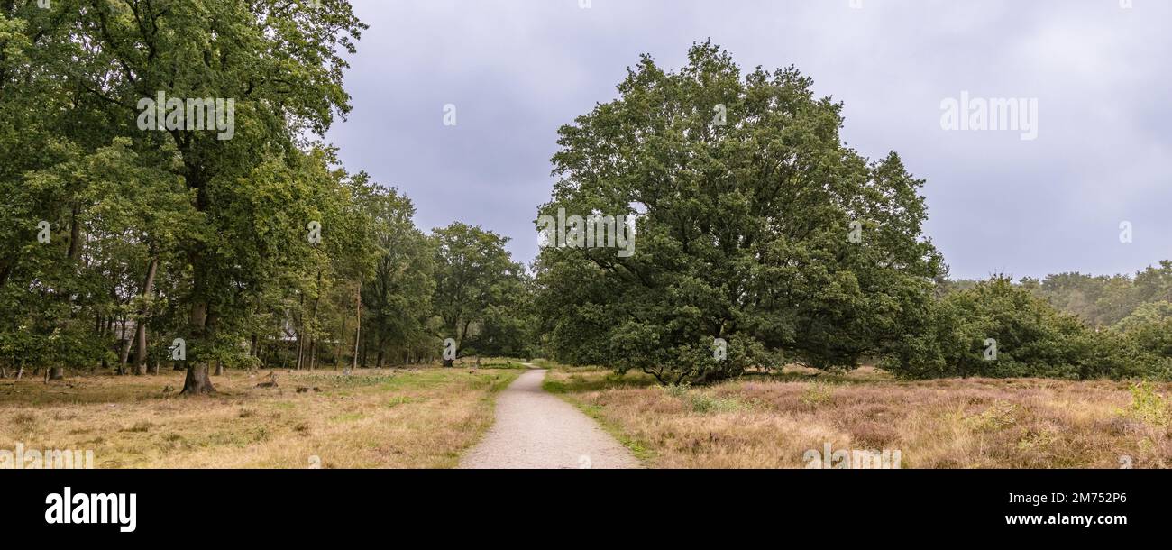 Panorama Landschaft Naturpark Drouwenerzand in Hondsrug zwischen den Städten Gasselte und Drouwen in der niederländischen Provinz Drenthe Stockfoto