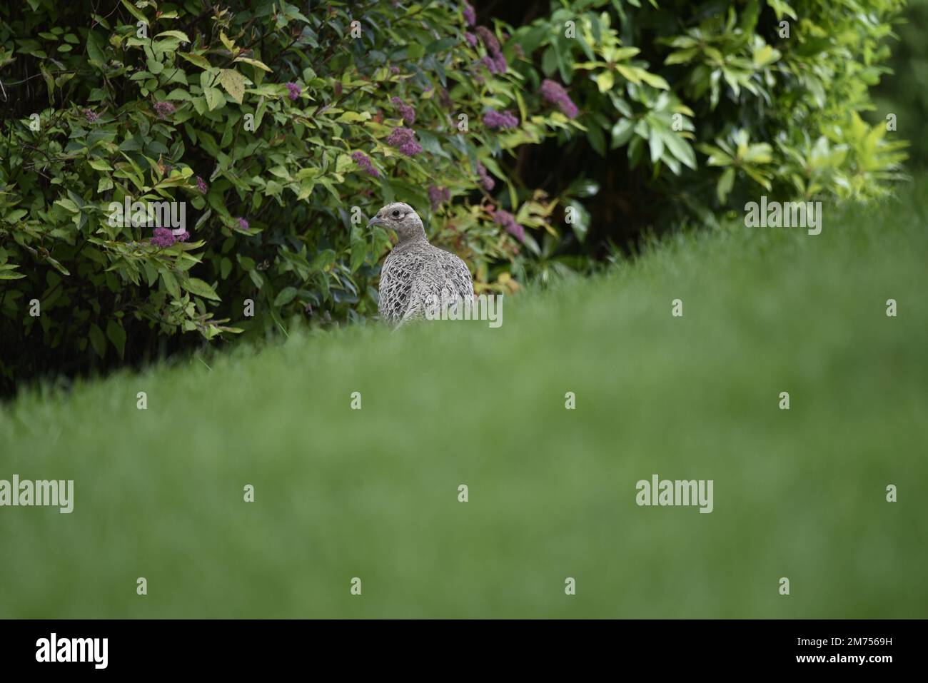 Weiblicher Gemeiner Fasan (Phasianus colchicus) im mittleren Bildhintergrund mit dem Rücken zur Kamera und dem Kopf nach links gegen den Buddleia-Hintergrund Stockfoto