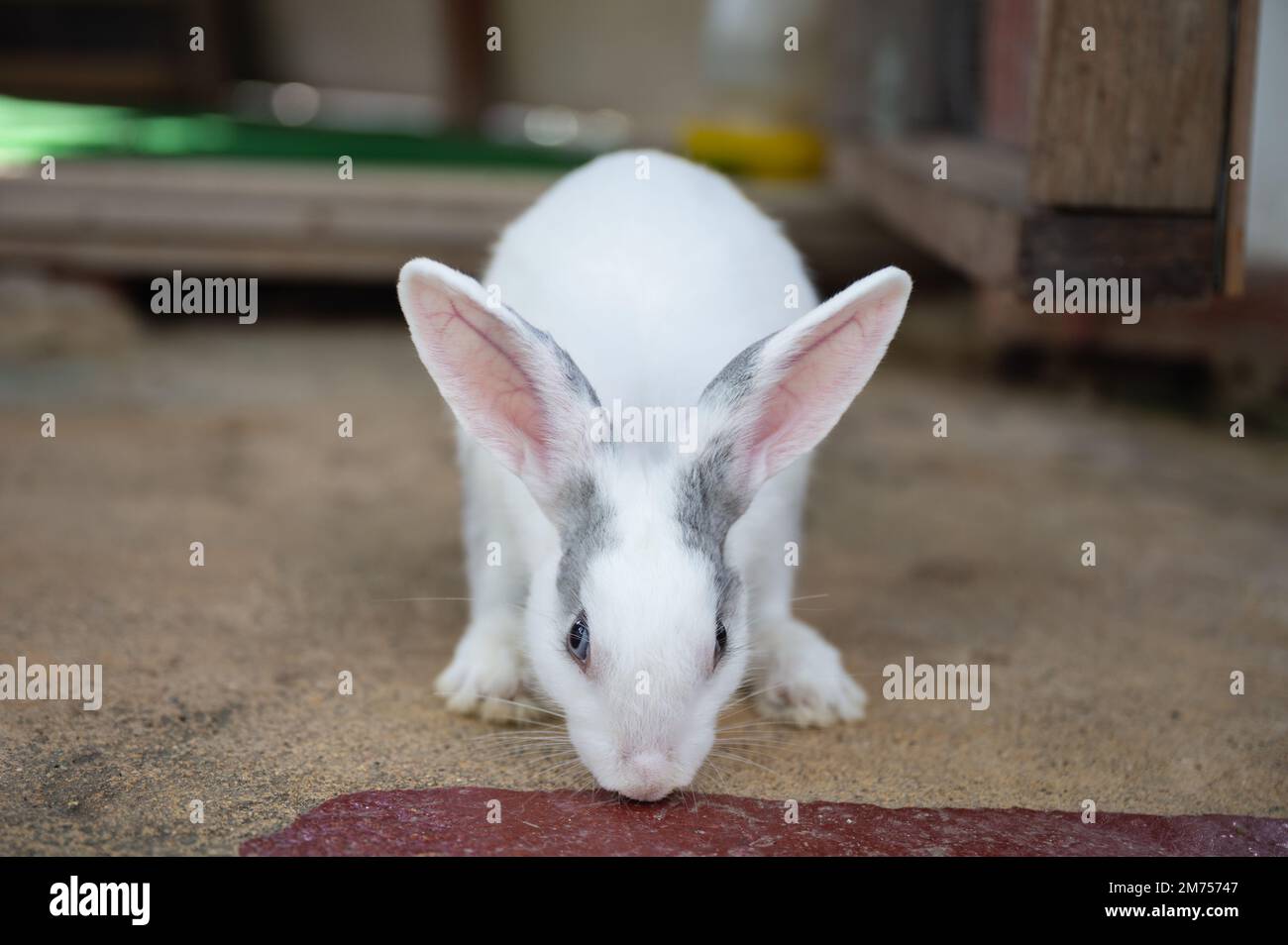 Weißes und graues, flauschiges, niedliches, junges Kaninchen, das im Stall im Garten steht Stockfoto